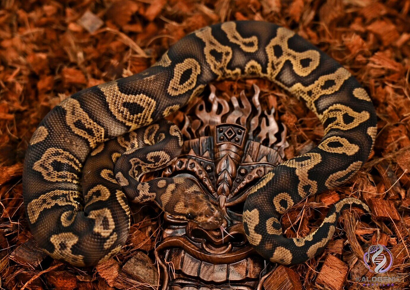 This boy was unfortunately a little shy of making the breeding rotation ...