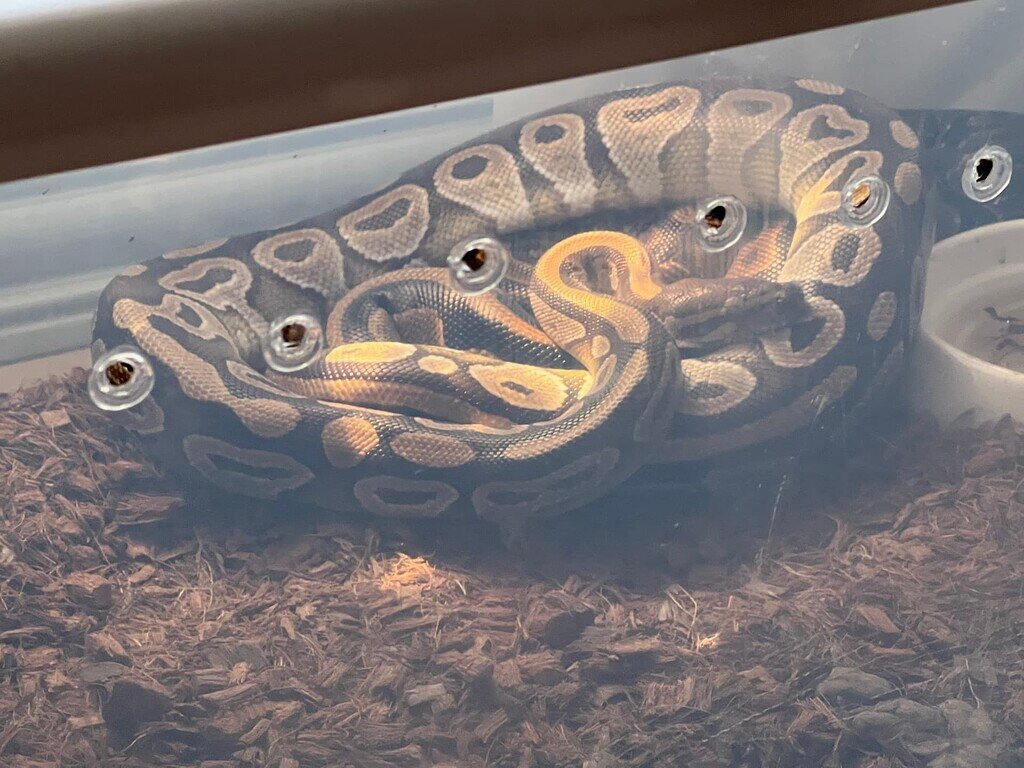 Gold blush Mojave Paired up with our leopard Ball Pythons