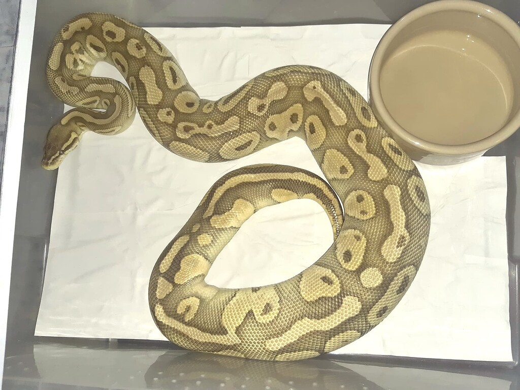 Huge ovulation in progress a few days/hours before tail suck - Ball ...