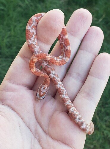 pale orange baby corn snake in hand