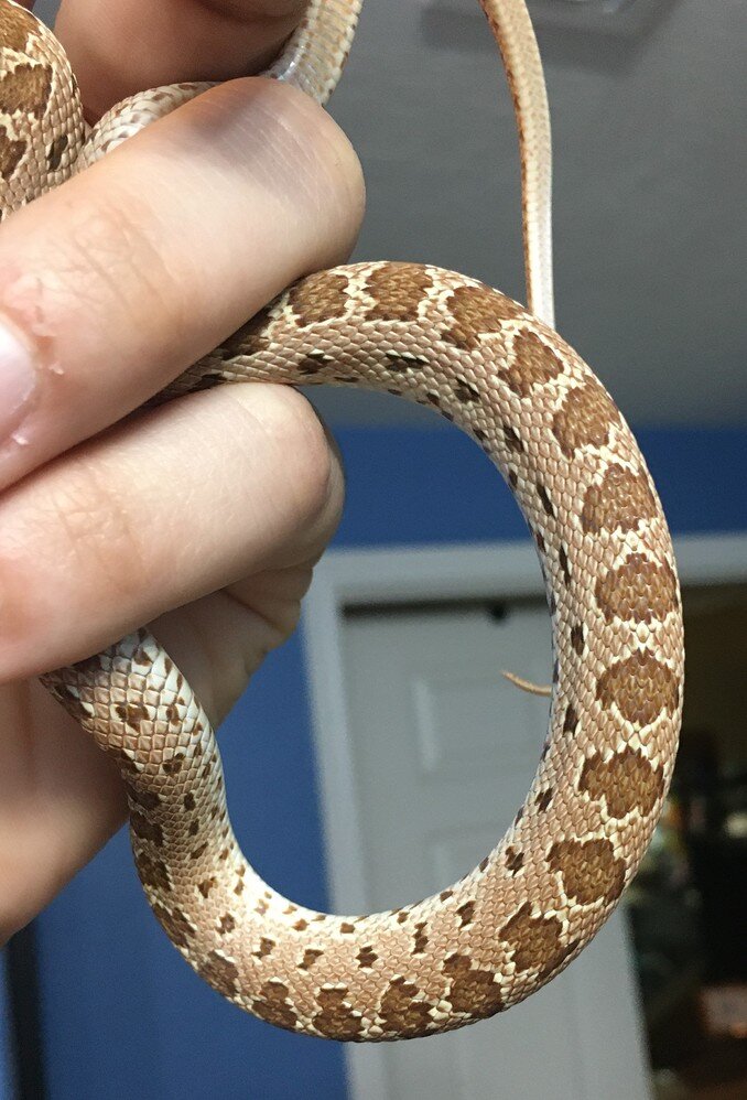 His Name Is The Sickness…Royal Diadem Rat Snake ATRICEPS - Rat Snakes