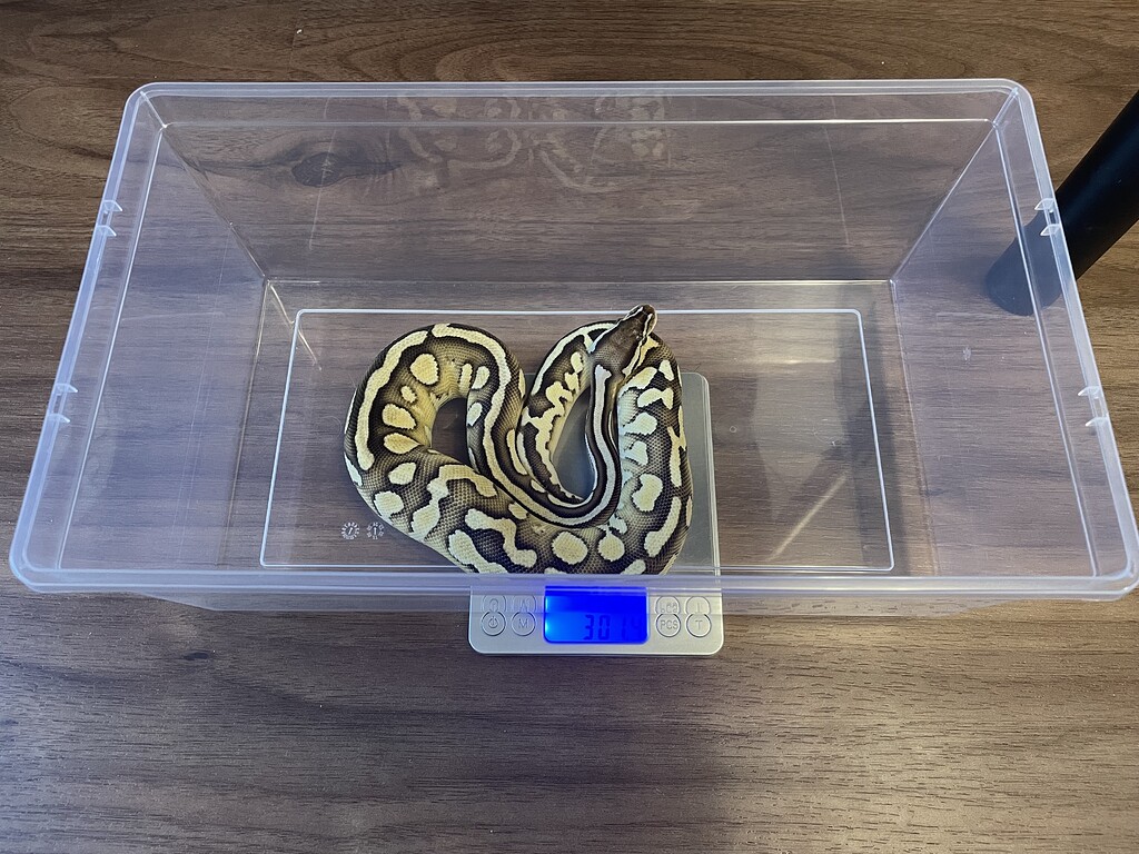 Ball Python grow only 100g over 3 months, is it normal? - Ball Pythons ...