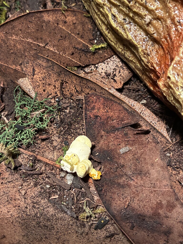 Is this normal ball python poop? - Ball Pythons - MorphMarket Reptile ...