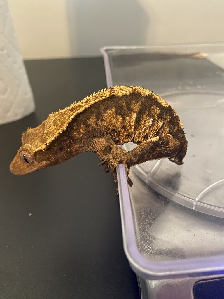 Surprise Crestie Eggs! - Crested Geckos - MorphMarket Reptile Community