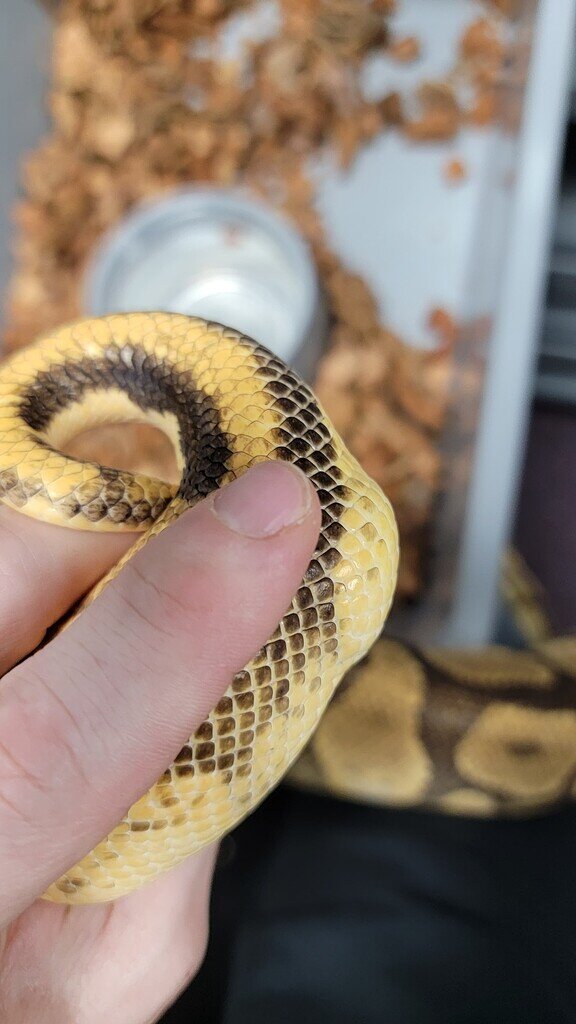 Strange Bump Near the Tail Ball Pythons MorphMarket Reptile Community