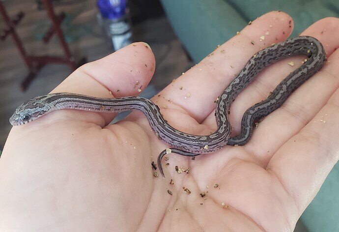 Baby corn snake with messy, gray stripe in hand