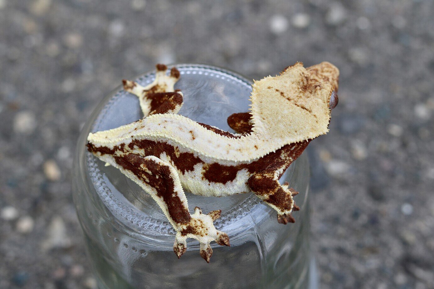 Sudden death in crested geckos? Crested Geckos MorphMarket Reptile