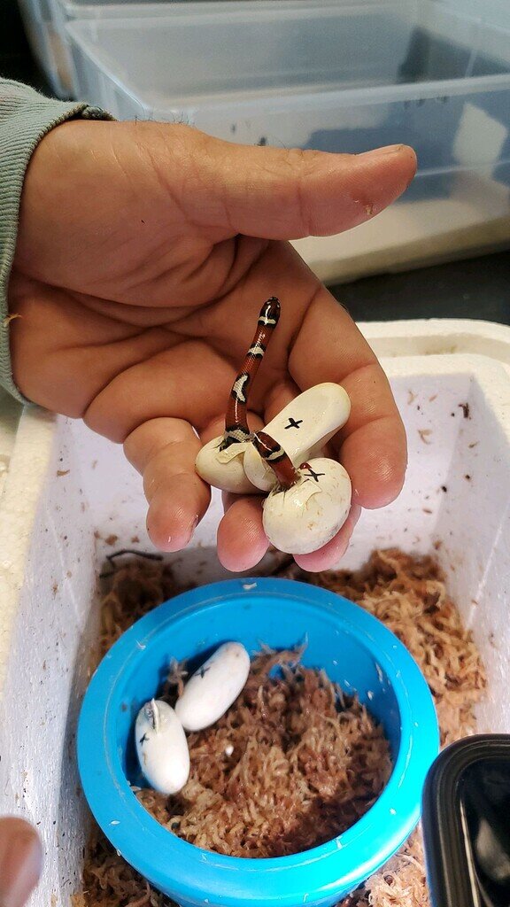 Hatchling Milk Snake Enclosure Help Milk Snakes MorphMarket Reptile