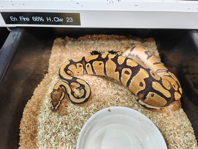 F Enchi Fire 66% H. Clw