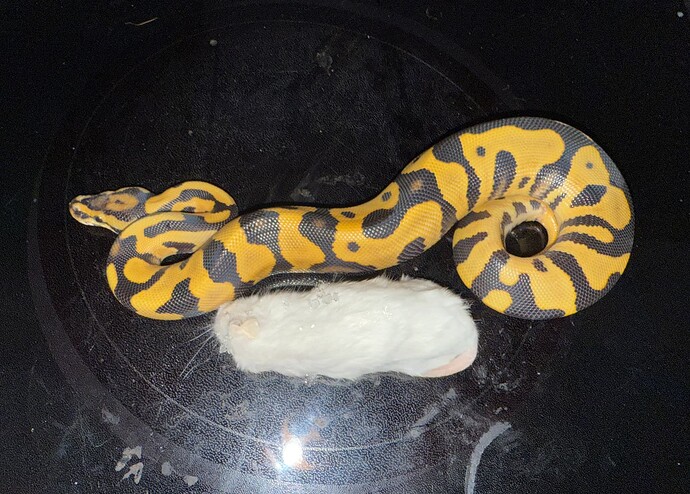 Screen Shot 2025-04-10 at 5.58.17 PM