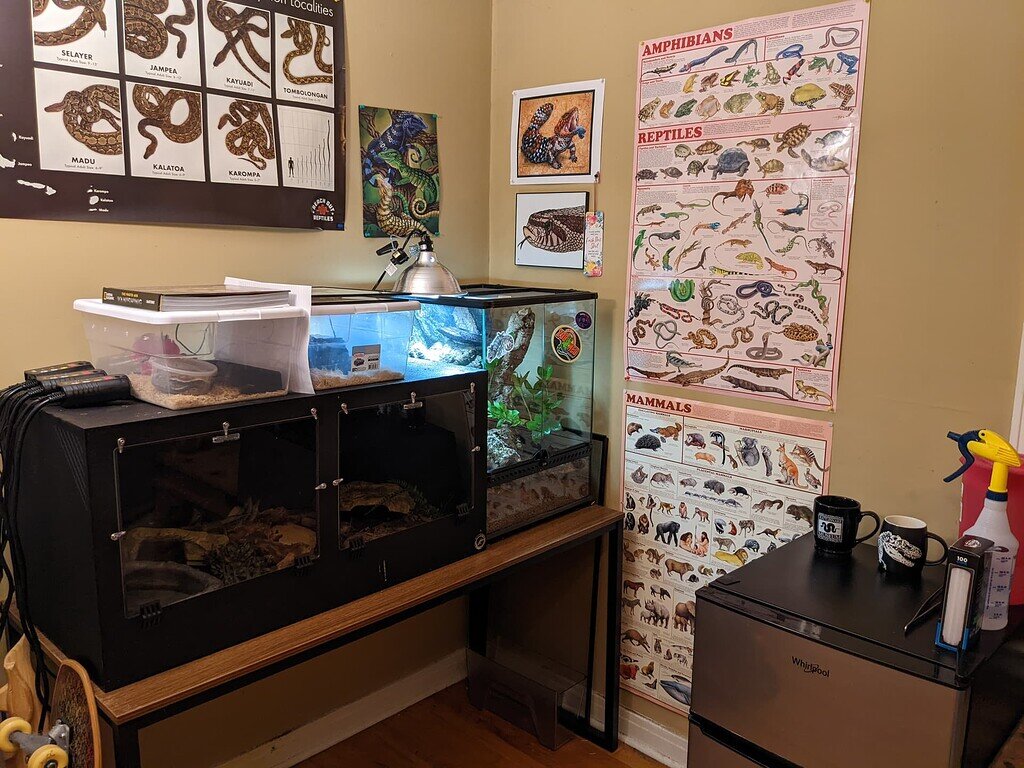 New Reptile Room Design Enclosures & Setups MorphMarket Reptile