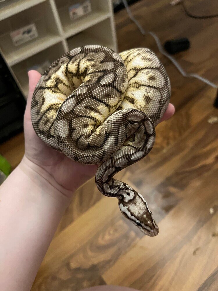 How Early Can Young Female Ball Pythons Breed? Ball Pythons
