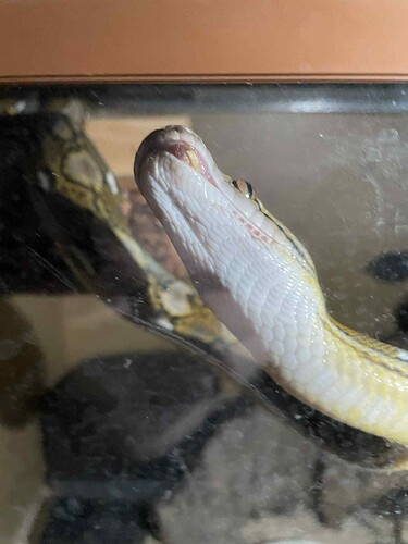 retic