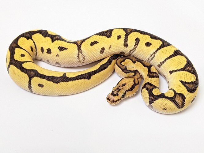 PXL_20201111_070158735