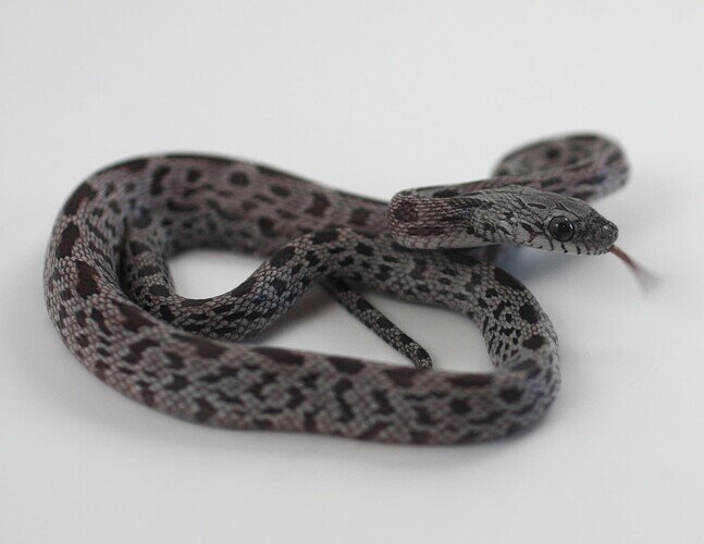 light and dark gray baby corn snake