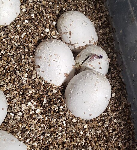 Baby corn snake sticking a tiny bit of nose out of its egg