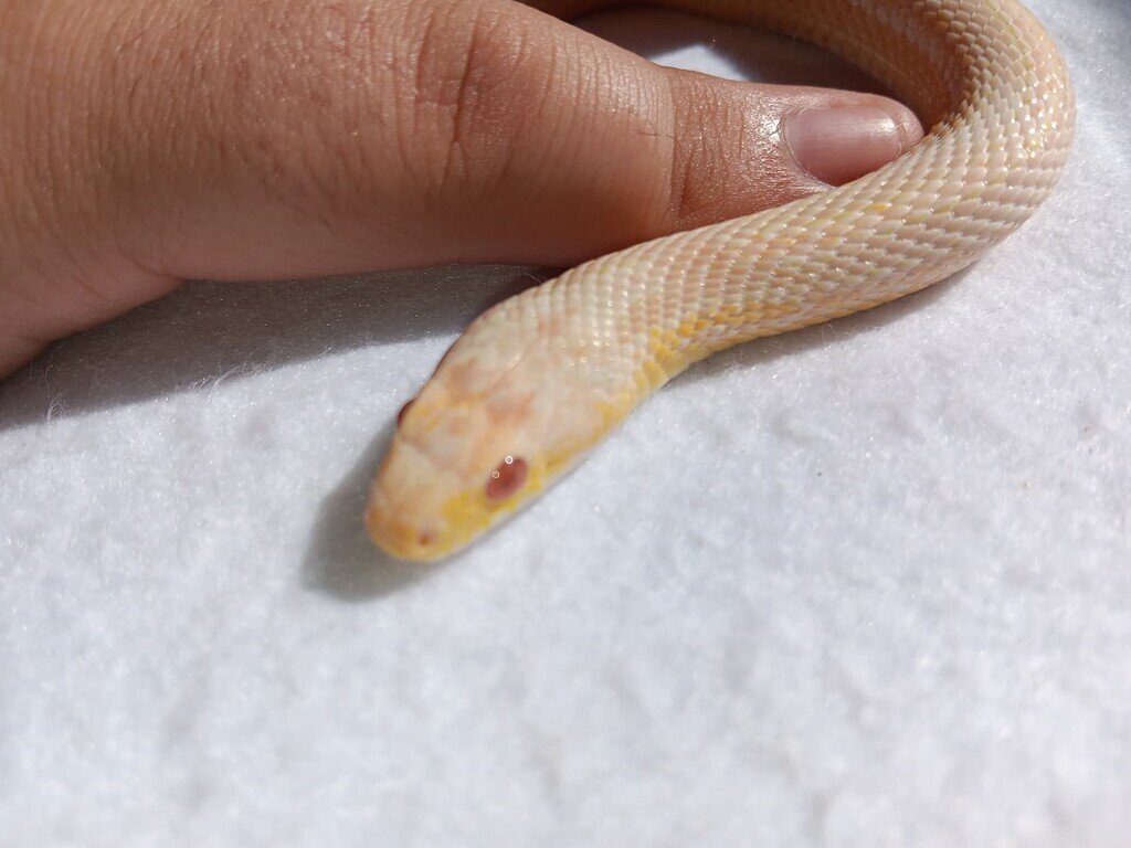 First clutch, and what?!? Corn Snakes MorphMarket Reptile Community