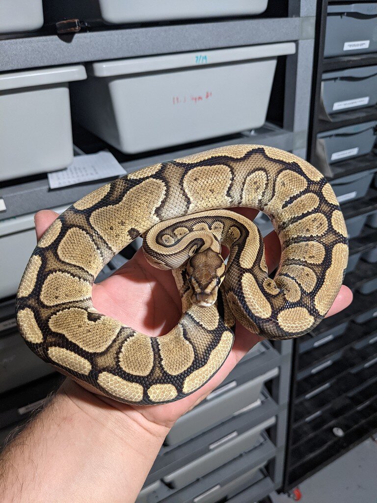 Glowing boys - Ball Pythons - MorphMarket Reptile Community