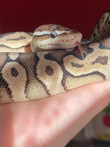 Bean Eye