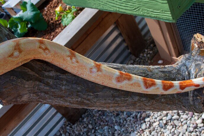 Lucy climbing tail sides