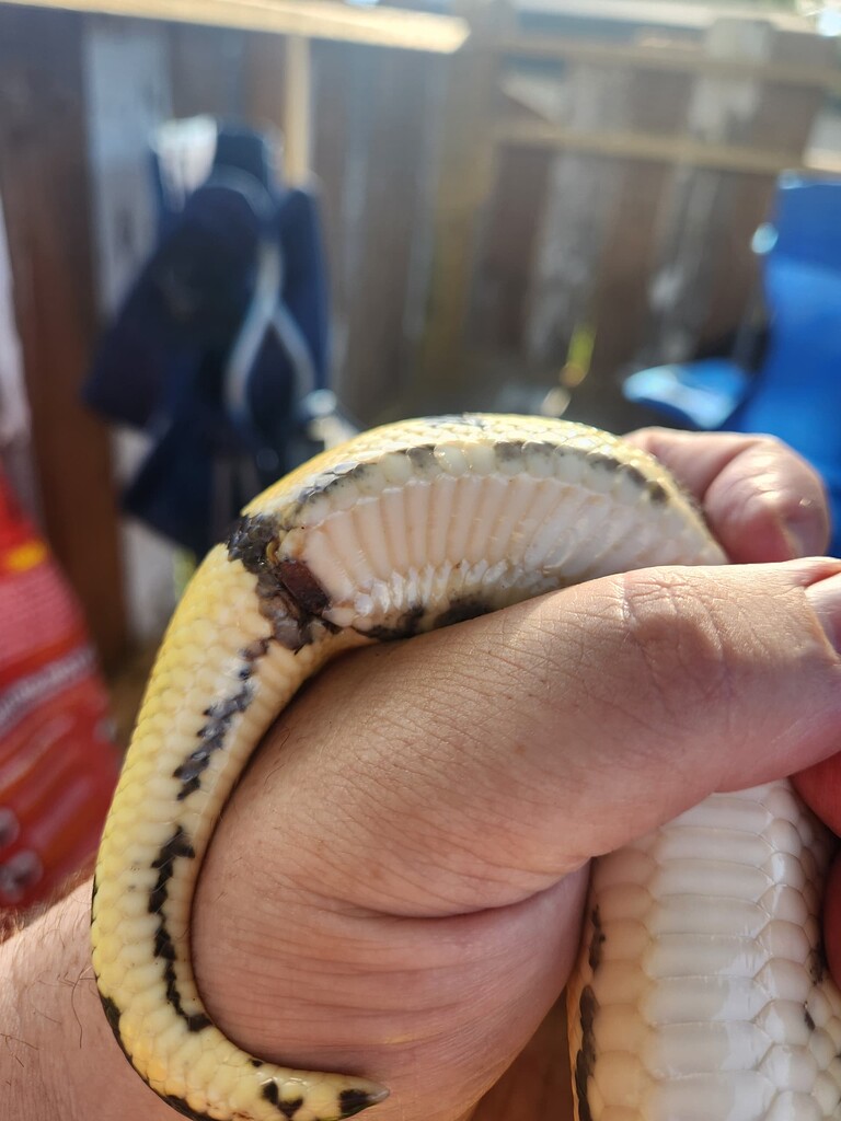 Help! Brown scale near vent and crusty cloaca - Ball Pythons ...