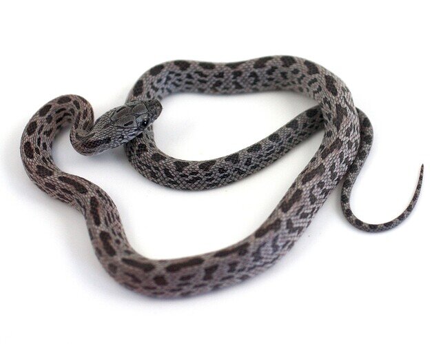 gray and black baby corn snake