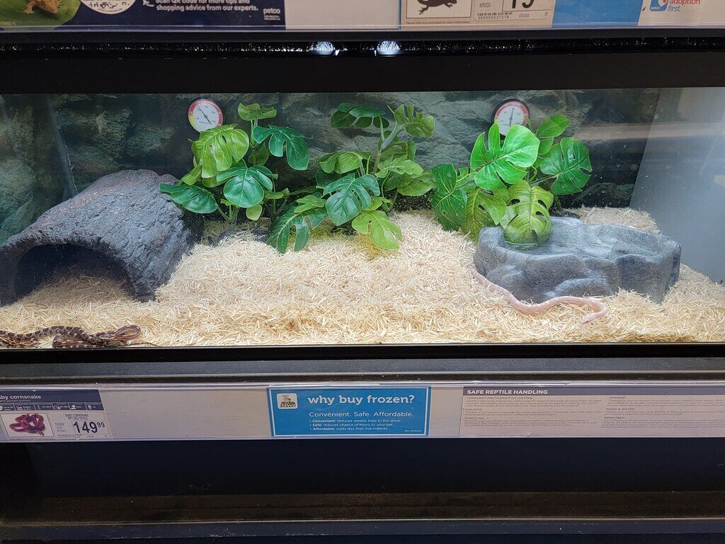 Importance of checking animals before a purchase All Reptiles