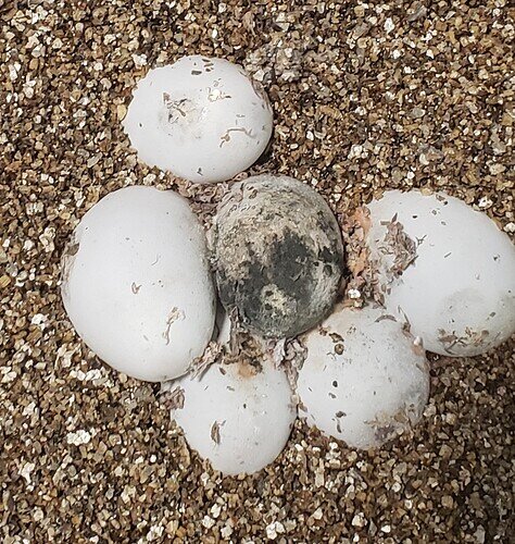 Clump of corn snake eggs with one covered in black mold