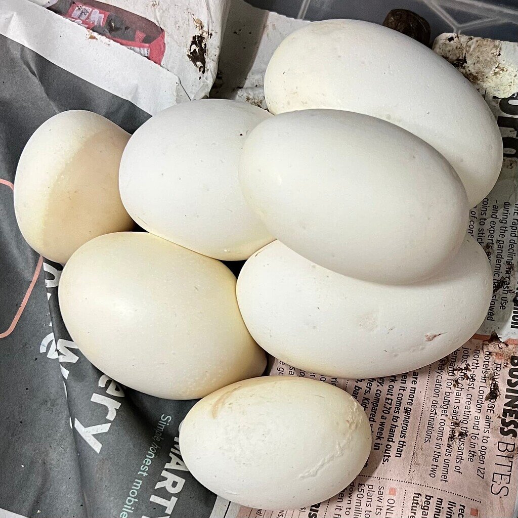 Tornado or retained sperm? - Ball Pythons - MorphMarket Reptile Community