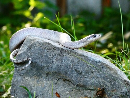 Patternless Lavender False Water Cobra! - Other Colubrids - MorphMarket ...