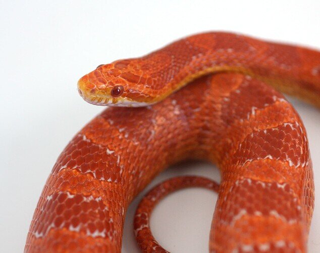 red corn snake face close up