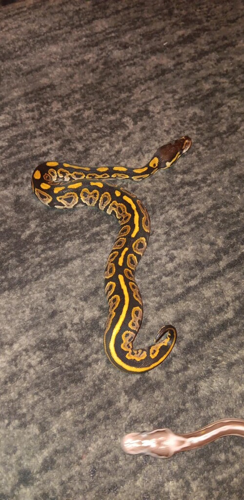Looking for input - Ball Pythons - MorphMarket Reptile Community image.