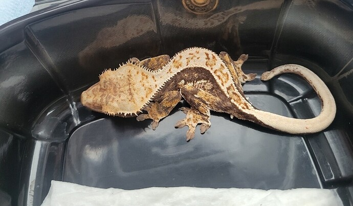 Screenshot_20260216_075837_Gallery