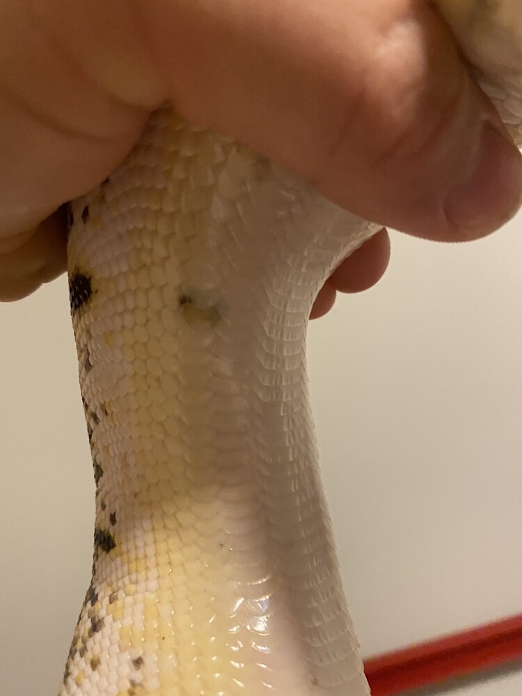 Does My Ball Python Have Scale Rot? - Ball Pythons - MorphMarket ...
