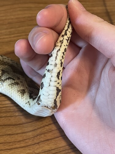 love her speckles. Has pepper flecks all over