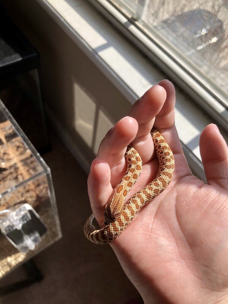 Feeding upgrade Western Hognose MorphMarket Reptile Community