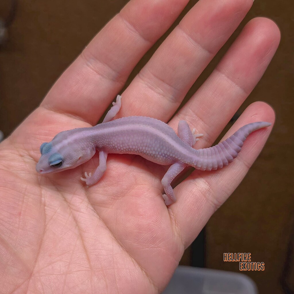 Male Ghost Oreo Patternless Is Growing Nicely Fat Tailed Geckos male-ghost-oreo-patternless-is-growing-nicely-fat-tailed-geckos