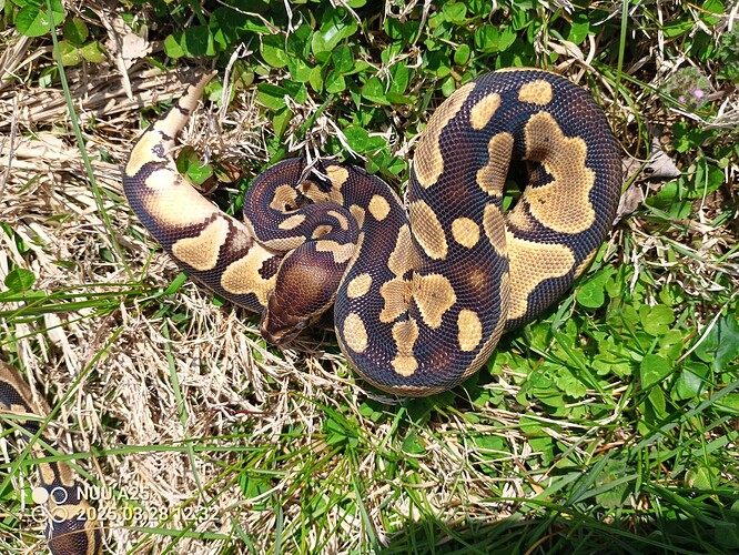 IMG_20250328_123211_650