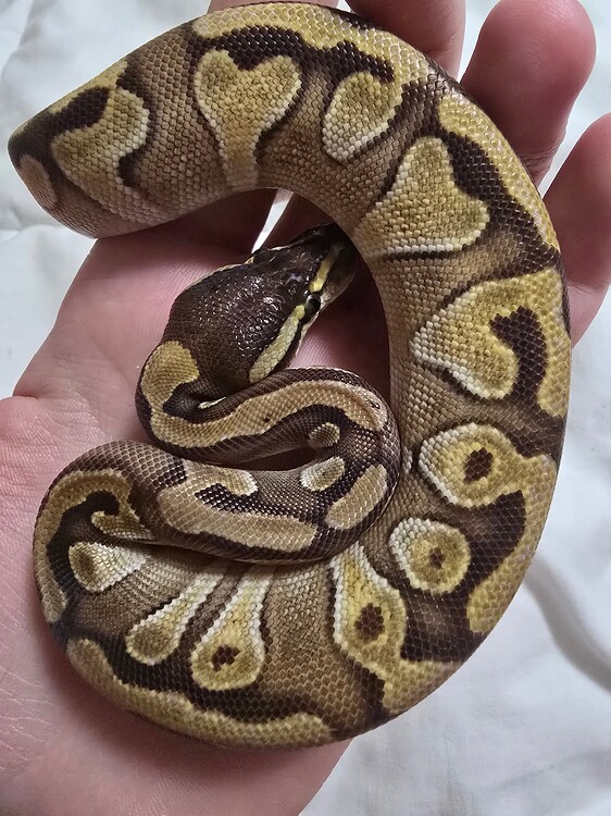 Moochie? Mochi? Genetics Question - Ball Pythons - MorphMarket Reptile ...