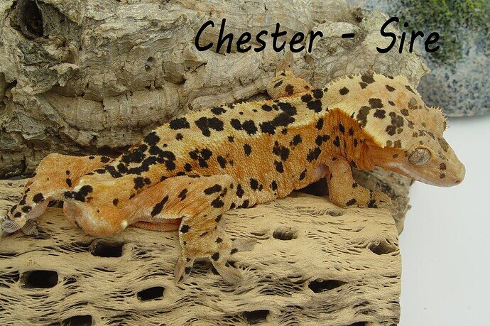chester1637