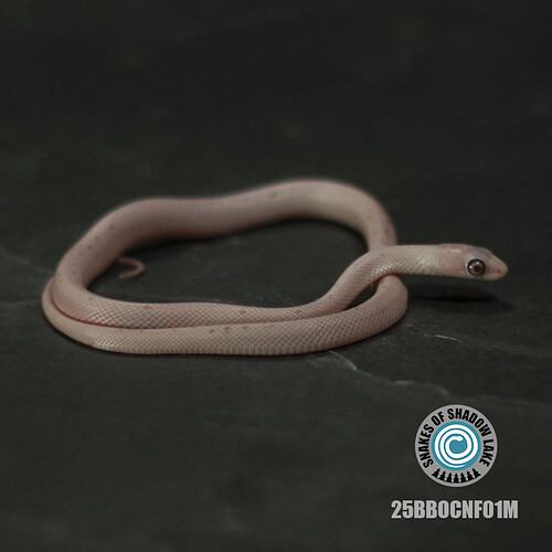 25BBOCNF01M_side_caraway