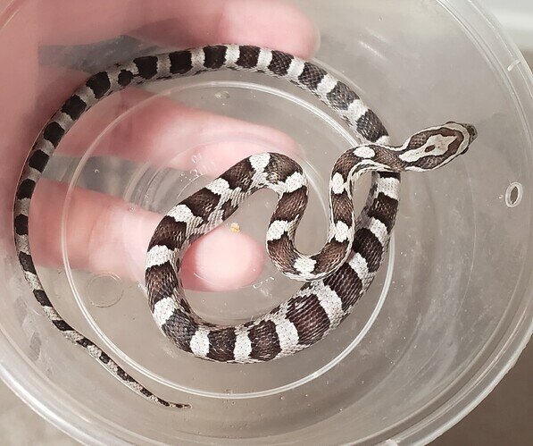 black and white baby corn snake with large bulge in belly|