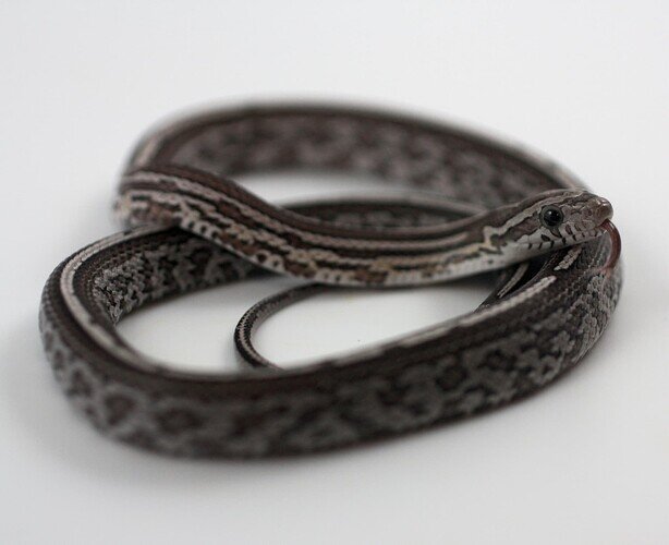 gray striped and checkered baby corn snake