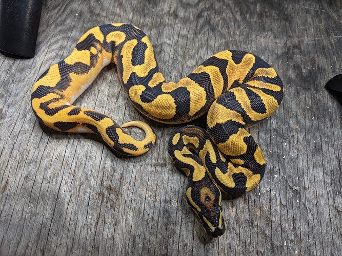 fire yb od dh ghost pied male