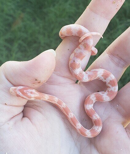 pale orange baby corn snake on hand