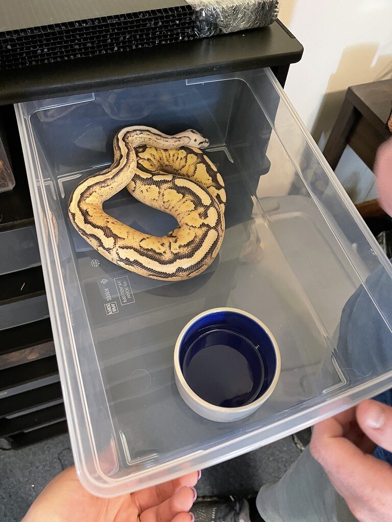 The Ideal Ball Python Tub Size & Setup