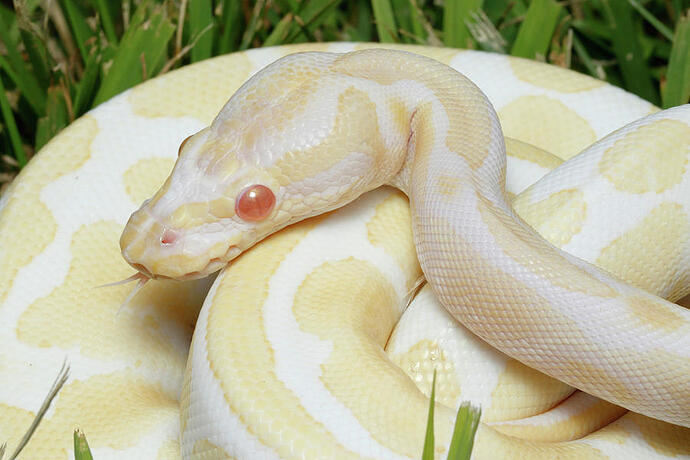 albino-ball-python-in-grass-david-kenny