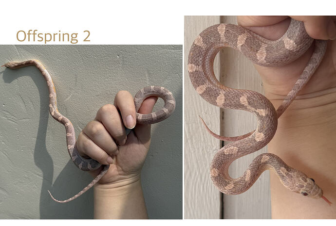 Offspring 2