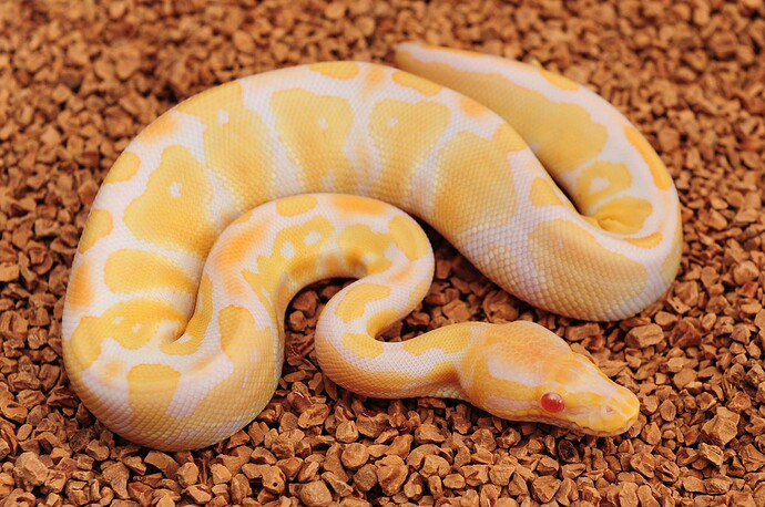 Albino HOG het pied