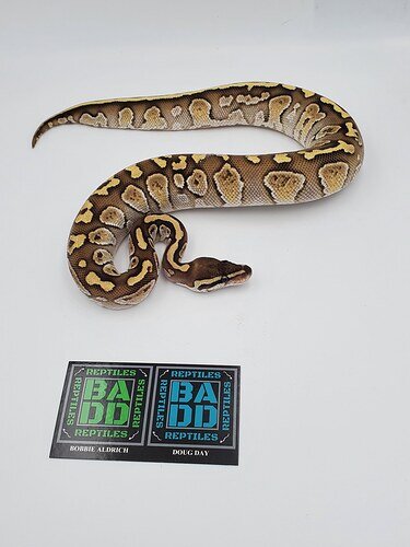 Het Red Lesser Sherg Ball Python by BADD Reptiles